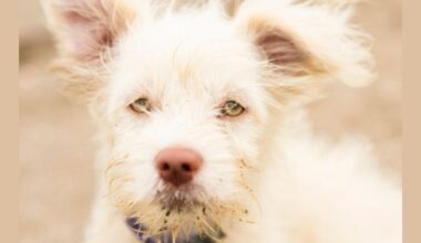 Crusty White Dog